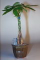 Malabar chestnut, Guiana chestnut, provision tree, saba nut

